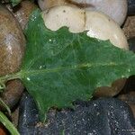 Atriplex glabriuscula Folha