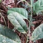 Heisteria parvifolia ഇല