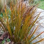 Carex testacea Leaf