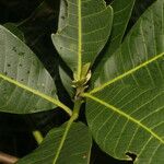 Anacardium excelsum Feuille