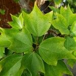 Acer buergerianum Blad