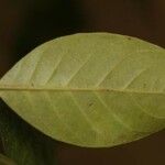 Siparuna decipiens Yaprak