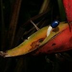 Heliconia bihai Flower