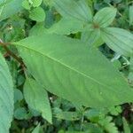 Impatiens auricoma Blad