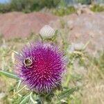 Cirsium eriophorumᱵᱟᱦᱟ