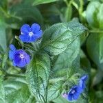 Pentaglottis sempervirens Feuille