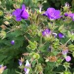 Geranium sylvaticumFlower