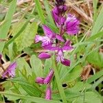 Polygala vulgaris Fleur