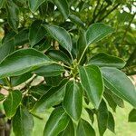 Cinnamomum camphora পাতা