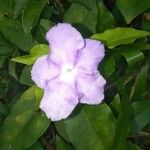 Brunfelsia uniflora फूल