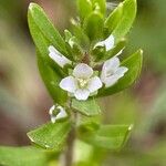 Veronica peregrina Flower