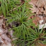 Lycopodium complanatum ഇല