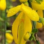 Cytisus striatus Flower