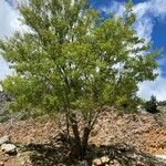 Acer sempervirens Habitus