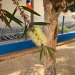 Melaleuca leucadendra Blodyn