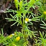 Tagetes filifolia Blatt