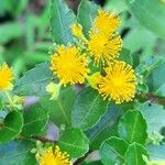 Azara lanceolata 花