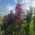 Lagerstroemia speciosaBlomst