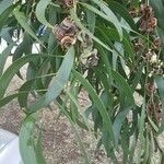 Acacia auriculiformis Blad