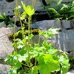 Heuchera pulchella 整株植物