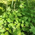 Circaea lutetiana Habit
