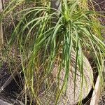 Beaucarnea recurvata Elinympäristö