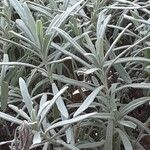 Lavandula latifolia Blad