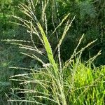 Urochloa maxima Цветок