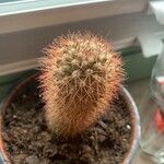 Echinocereus dasyacanthus Лист