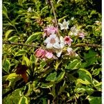 Weigela florida Çiçek