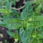 Monarda clinopodia Leaf