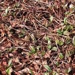 Persicaria glabra Hoja