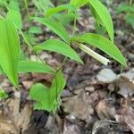 Uvularia sessilifolia Habitus