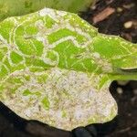 Lactuca muralis Likasa