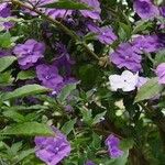 Brunfelsia pauciflora Yeri
