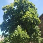 Tilia × europaea Habitat