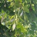 Inga laurina Leaf