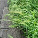 Hordeum murinum ᱥᱟᱠᱟᱢ