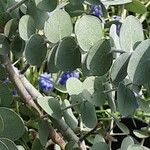 Eucalyptus pulverulenta Blad