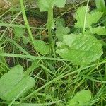 Lactuca floridana Hoja
