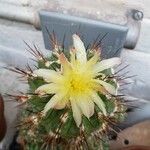 Copiapoa montana Flower