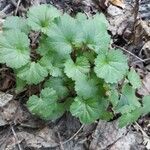 Pelargonium inodorum 葉