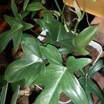 Philodendron panduriforme Leaf