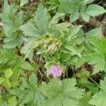 Geranium sylvaticumÕis