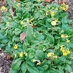 Primula × polyantha Habitus