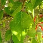 Erythrina herbacea برگ