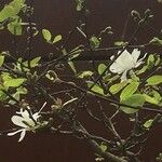 Magnolia stellataFlower