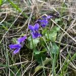 Viola odorata Flower