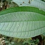 Theobroma grandiflorum Leaf