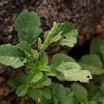 Amaranthus polygonoides Elinympäristö